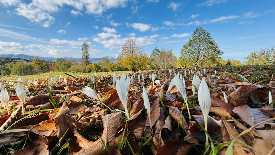 Sonbahar Manzarasıyla Taşlıyatak Göleti Büyülüyor!