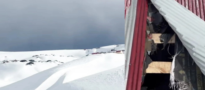 Yaylada Ayı Dehşeti, Bu kez çatıdan girdi