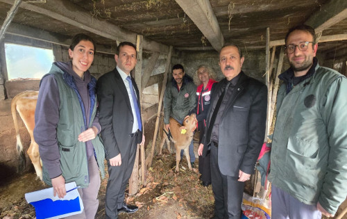  İlk Buzağılar Dünyaya Geldi