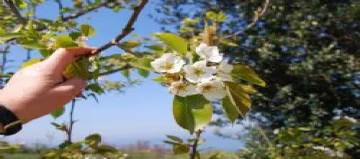 BUGÜN HIDIRELLEZ