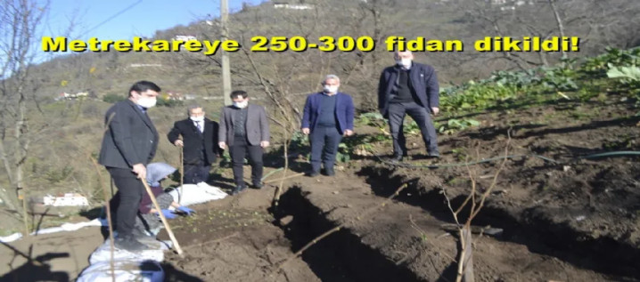 Şalpazarı’nda ilk kez dikimi yapıldı