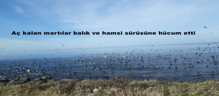 Yüzlerce martı, sürü halinde göç eden  balık sürüsüne hücum etti