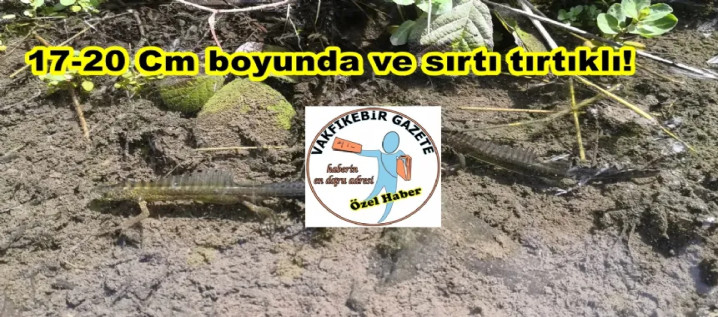 Şalpazarı’nda Ürküten Görüntü