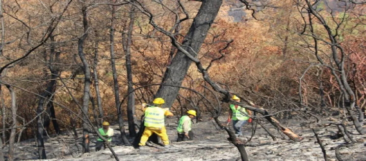 Yangında zarar gören alanlar için çalışmalara başlandı