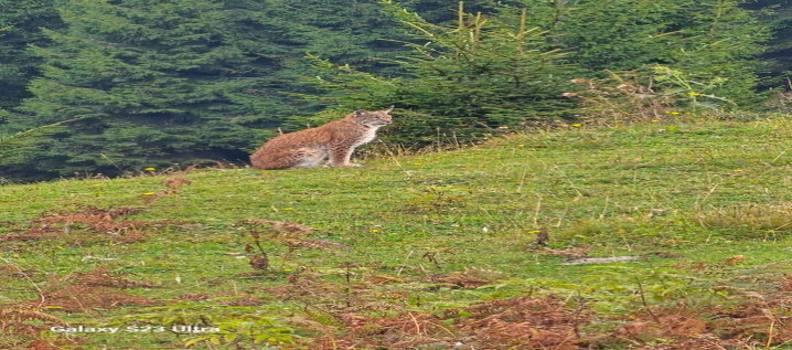 Bölgede İlk Kez Göründü